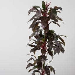 Cordyline Fruticosa 180cm Decorative Plant