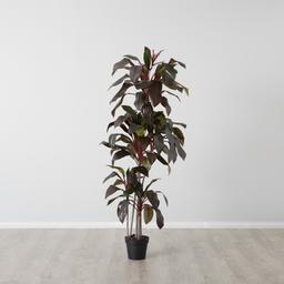 Cordyline Fruticosa 180cm Decorative Plant