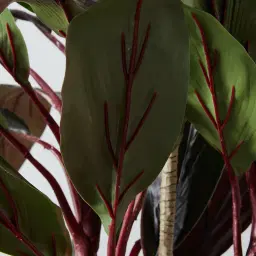 Cordyline Fruticosa 180cm Decorative Plant