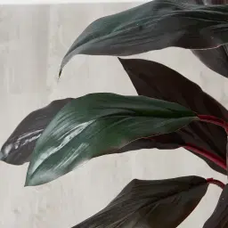 Cordyline Fruticosa 180cm Decorative Plant