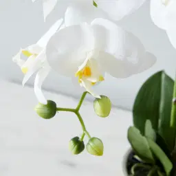 Phalaenopsis Decorative Plant 73cm - With Planter