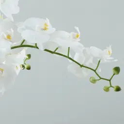 Phalaenopsis Decorative Plant 73cm - With Planter