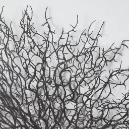 Black Sea Fan Shadow Box Frame