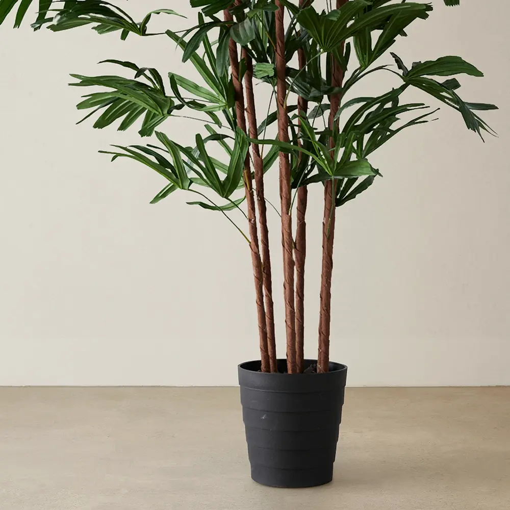 Rhaphis Excelsa 210cm Decorative Plant