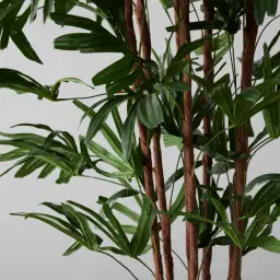 Rhaphis Excelsa 210cm Decorative Plant