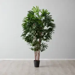 Rhaphis Excelsa 210cm Decorative Plant