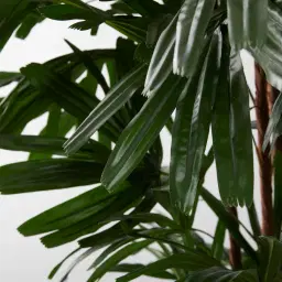 Rhaphis Excelsa 210cm Decorative Plant