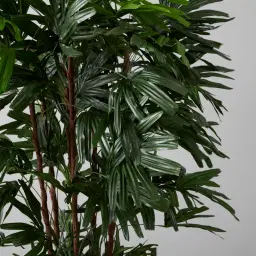 Rhaphis Excelsa 210cm Decorative Plant