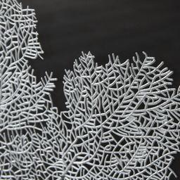 Silver Sea Plume Shadow Box