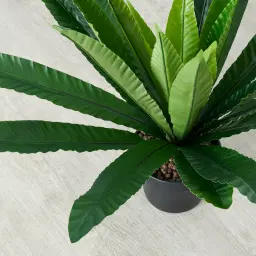 Birds Nest Fern Decorative Plant 55cm