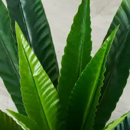 Birds Nest Fern Decorative Plant 55cm