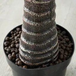 Cycas Decorative Plant 150cm