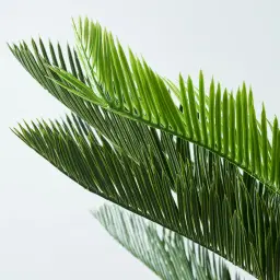 Cycas Decorative Plant 150cm