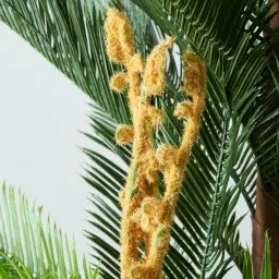 Cycas Decorative Plant 150cm
