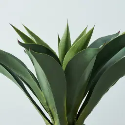 Agave Americana 100cm 