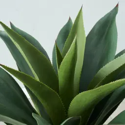 Agave Americana 100cm 