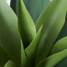 Agave Americana 100cm 