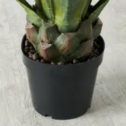 Agave Americana 100cm 