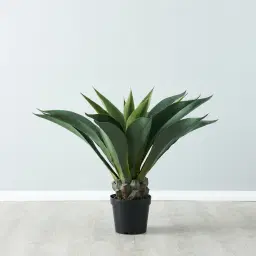 Agave Americana 100cm 