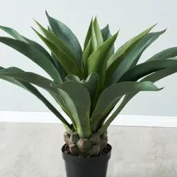 Agave Americana 100cm 