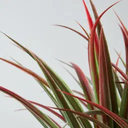 200cm Red and Green Dracaena Decorative Plant With Pot