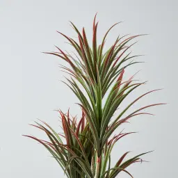 200cm Red and Green Dracaena Decorative Plant With Pot