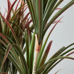 200cm Red and Green Dracaena Decorative Plant With Pot