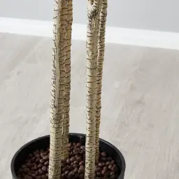 200cm Red and Green Dracaena Decorative Plant With Pot