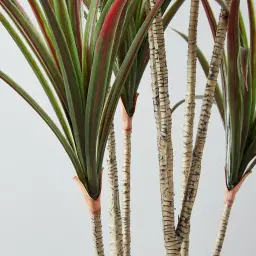 200cm Red and Green Dracaena Decorative Plant With Pot