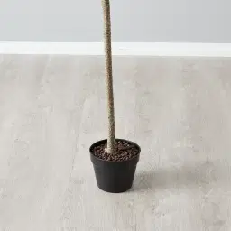 130cm Marginata Red Dracaena Decorative Plant With Pot