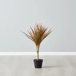 65cm Marginata Red Dracaena Decorative Plant With Pot