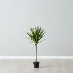 95cm Marginata Green Dracaena Decorative Plant With Pot