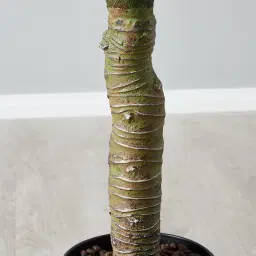 110cm Pandanus Decorative Plant With Pot
