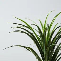 110cm Pandanus Decorative Plant With Pot