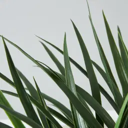 125cm Nolina Recurvata Decorative Plant With Pot