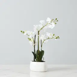 56cm Phalaenopsis Decorative Plant With Pot