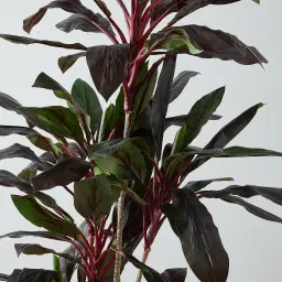 180cm Cordyline Fruticosa II Decorative Plant with Pot