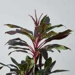 180cm Cordyline Fruticosa II Decorative Plant with Pot
