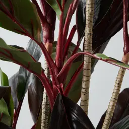180cm Cordyline Fruticosa II Decorative Plant with Pot