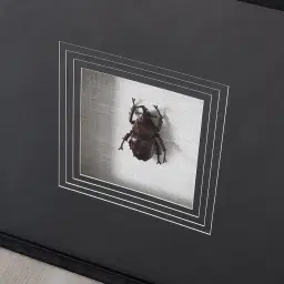 Lone Beetle Paper Shadow Box with Black Frame