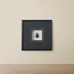 Lone Beetle Paper Shadow Box with Black Frame