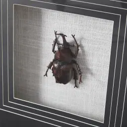 Lone Beetle Paper Shadow Box with Black Frame
