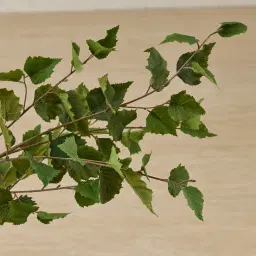 Birch Tree 180cm Decorative Plant