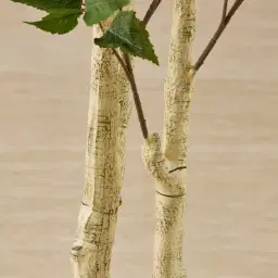 Birch Tree 240cm Decorative Plant