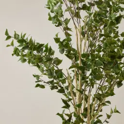 Birch Tree 240cm Decorative Plant