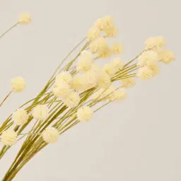 Anneli Onion Fruit Stem
