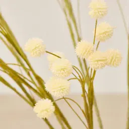Anneli Onion Fruit Stem