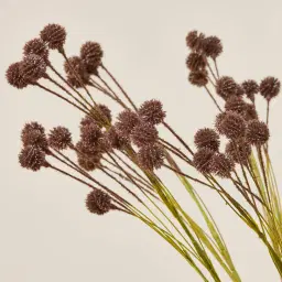 Pilar Onion Fruit Stem