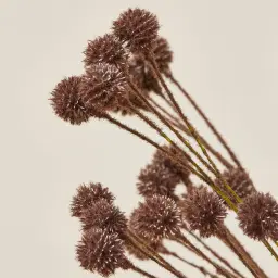 Pilar Onion Fruit Stem