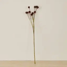 Pilar Onion Fruit Stem